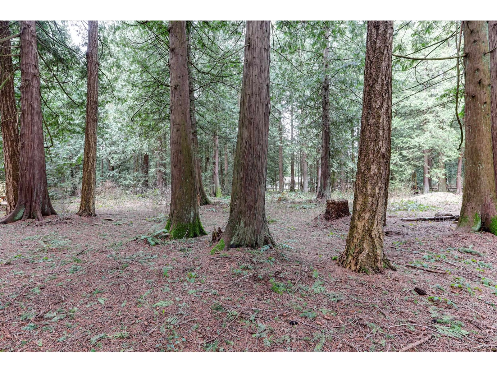 2059 198 STREET, Langley real estate listing R2907445