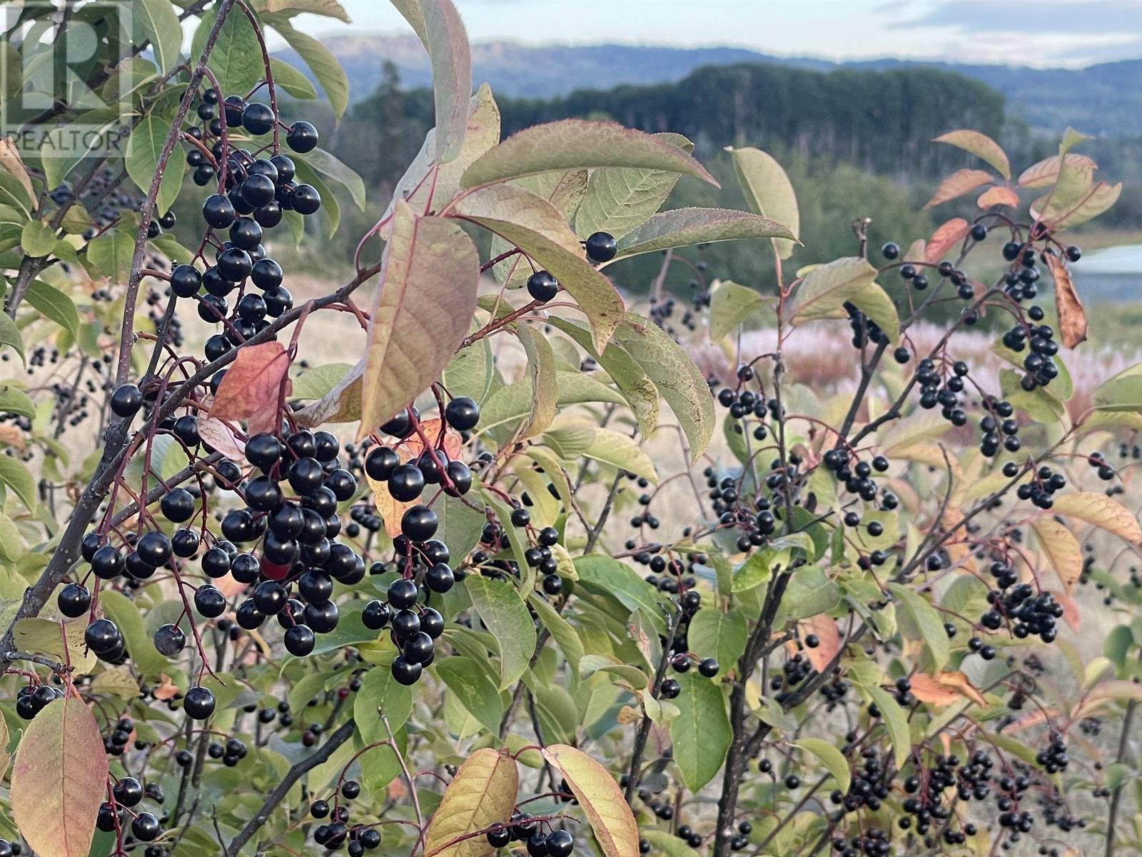 4421 TYHEE LAKE Road, Telkwa