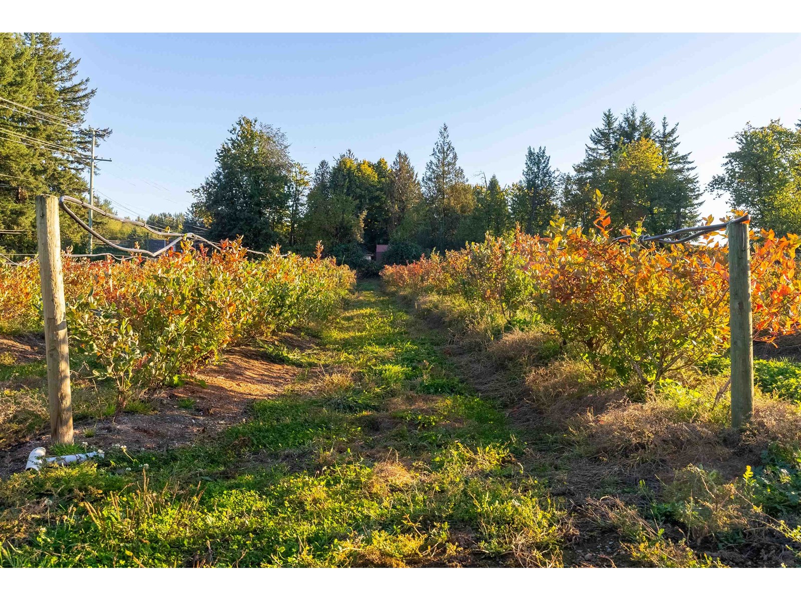 3155 BRADNER ROAD, Abbotsford real estate listing R2941042