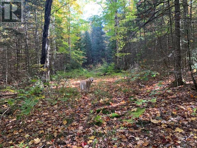 Photo 5 of 0 Sugar Bush Road E, Magnetawan ON
