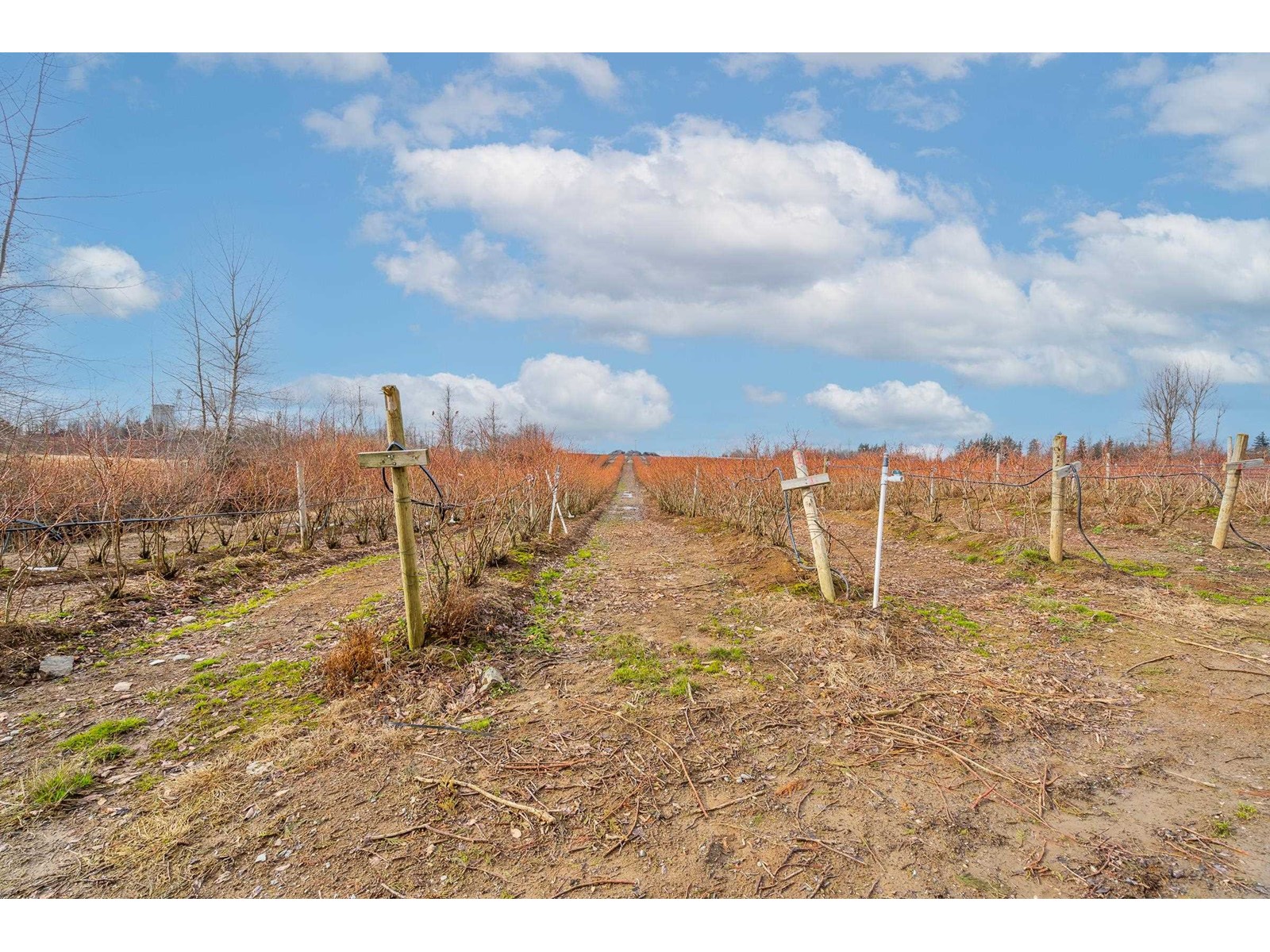 3811 LEFEUVRE ROAD, Abbotsford real estate listing R2957015