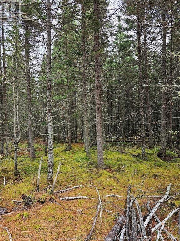 Photo 5 of Lot 23 15 De La Paix, Saintemariedekent NB