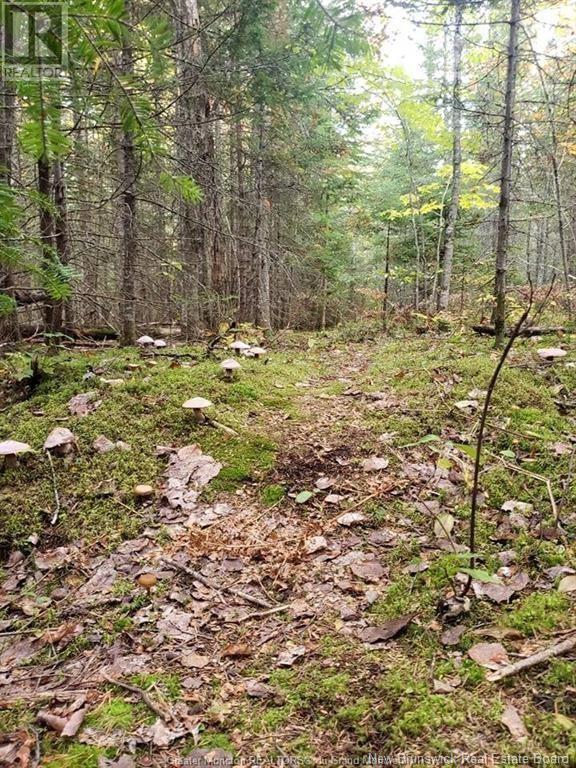 Photo 7 of Lot 23 15 De La Paix, Saintemariedekent NB