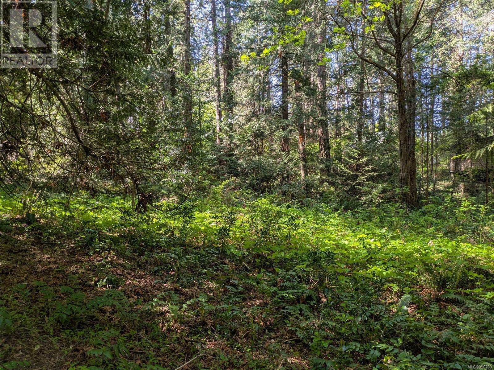 Cleared area, ferns and wildflowers
