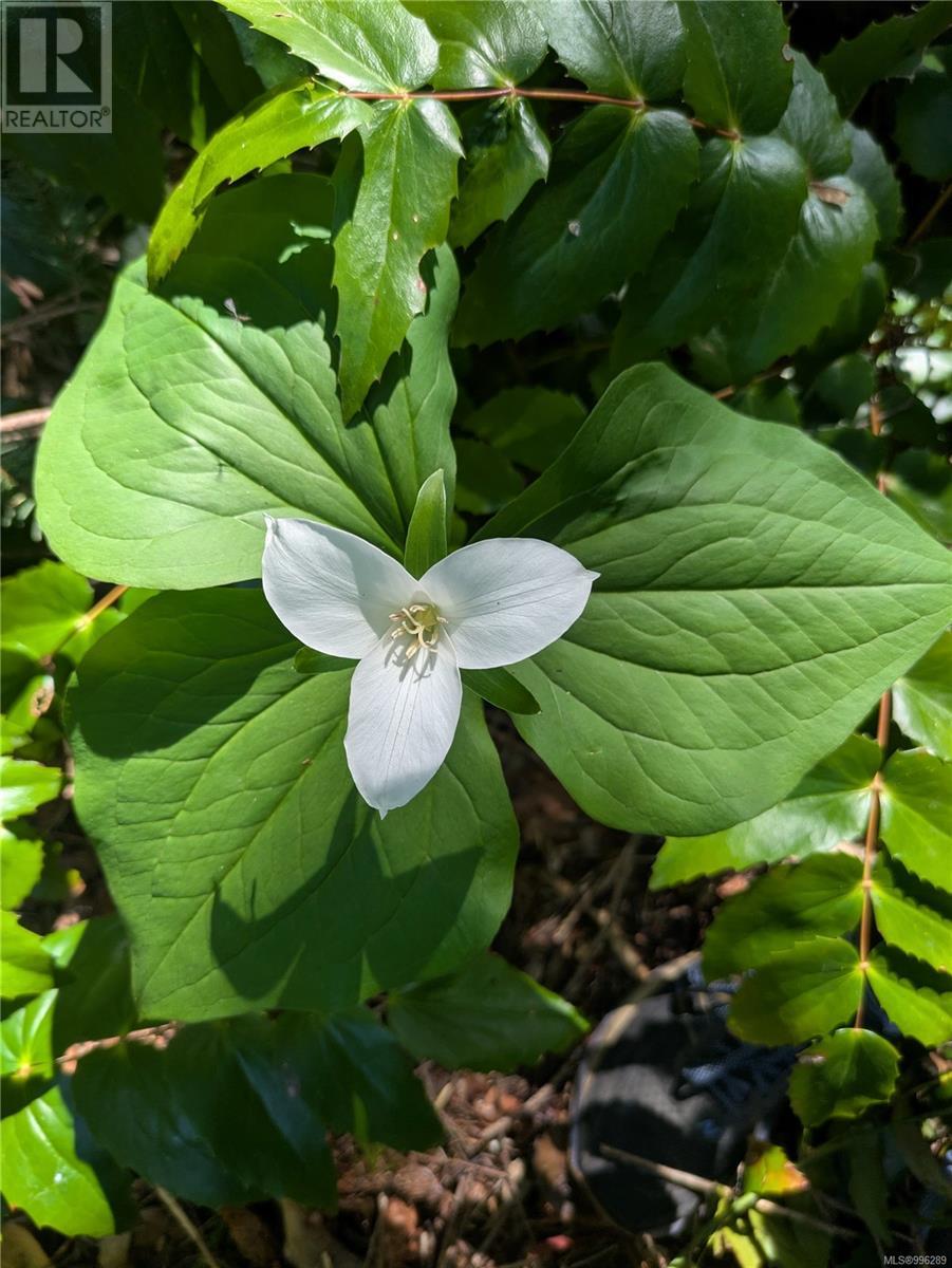 Trilliums and ferns on the lot