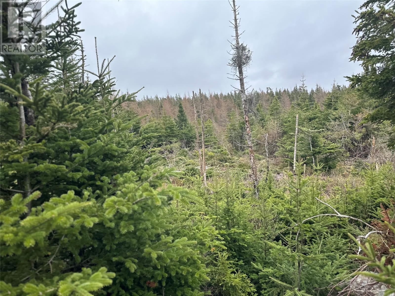 Photo 10 of 54 Ridge Road, Holyrood NL