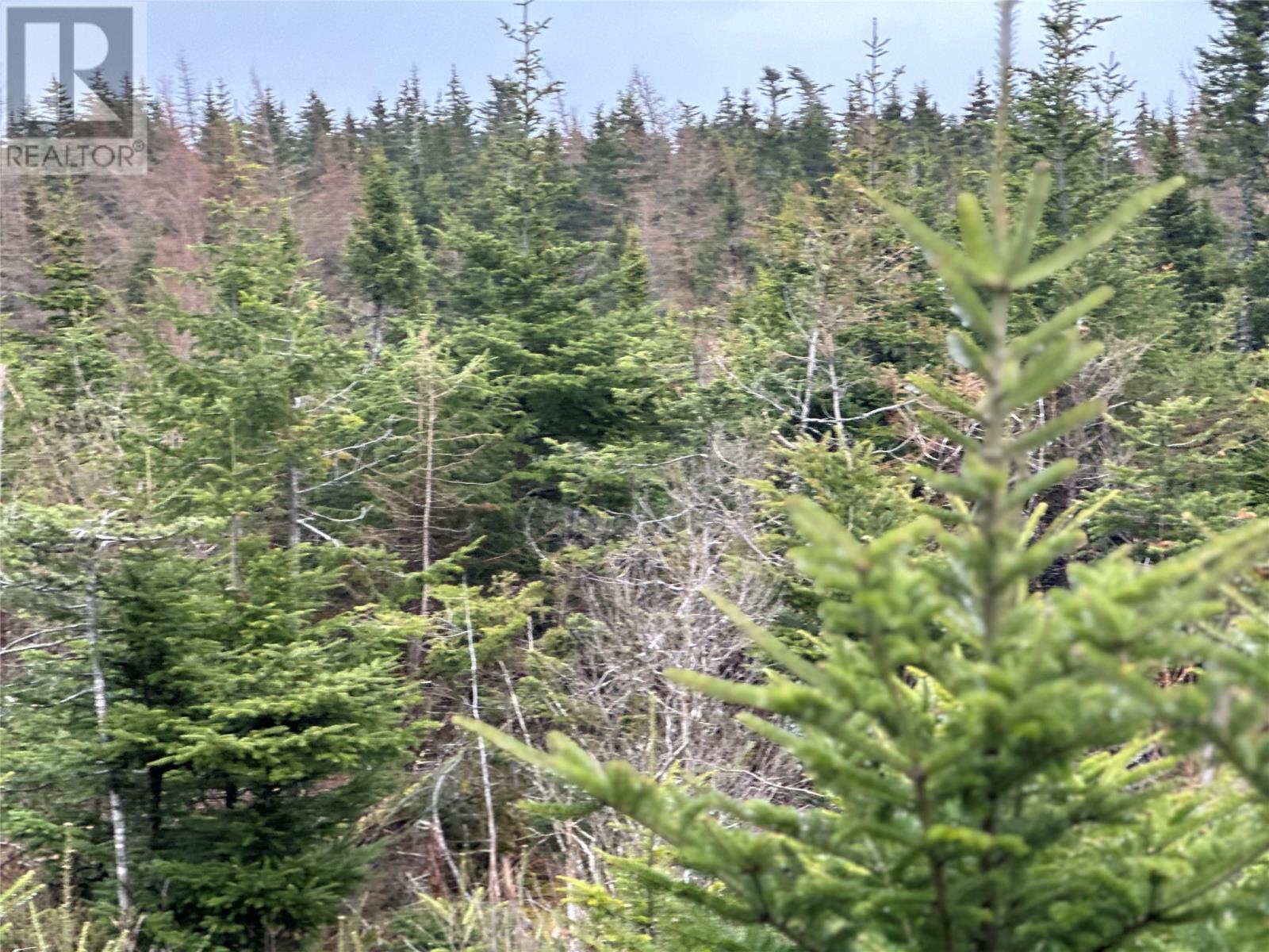 Photo 11 of 54 Ridge Road, Holyrood NL