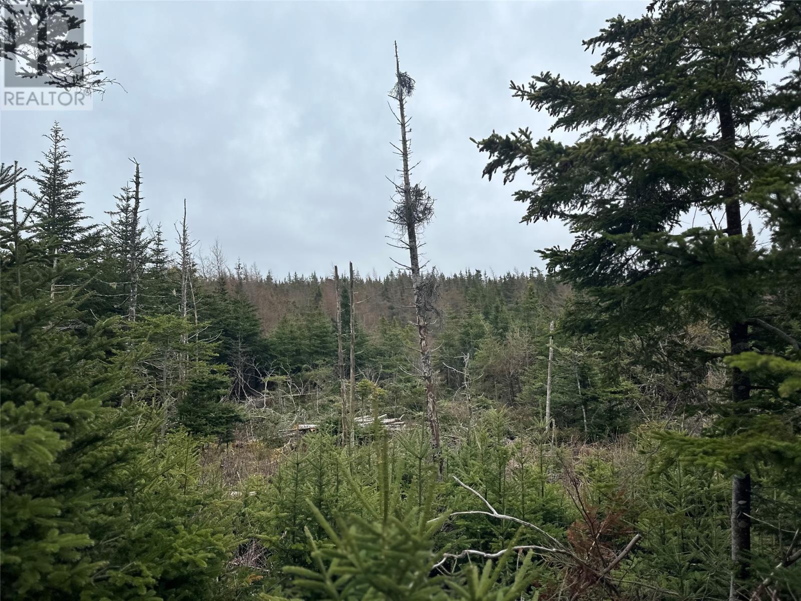 Photo 17 of 54 Ridge Road, Holyrood NL