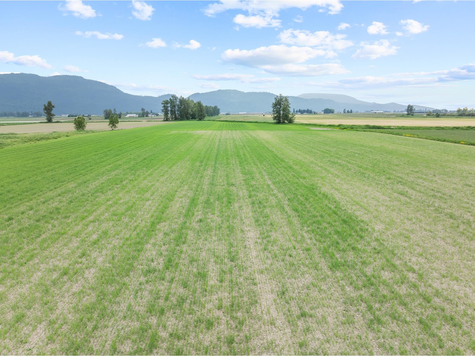 Photo 8 of 38604 No 5 Road, Abbotsford BC