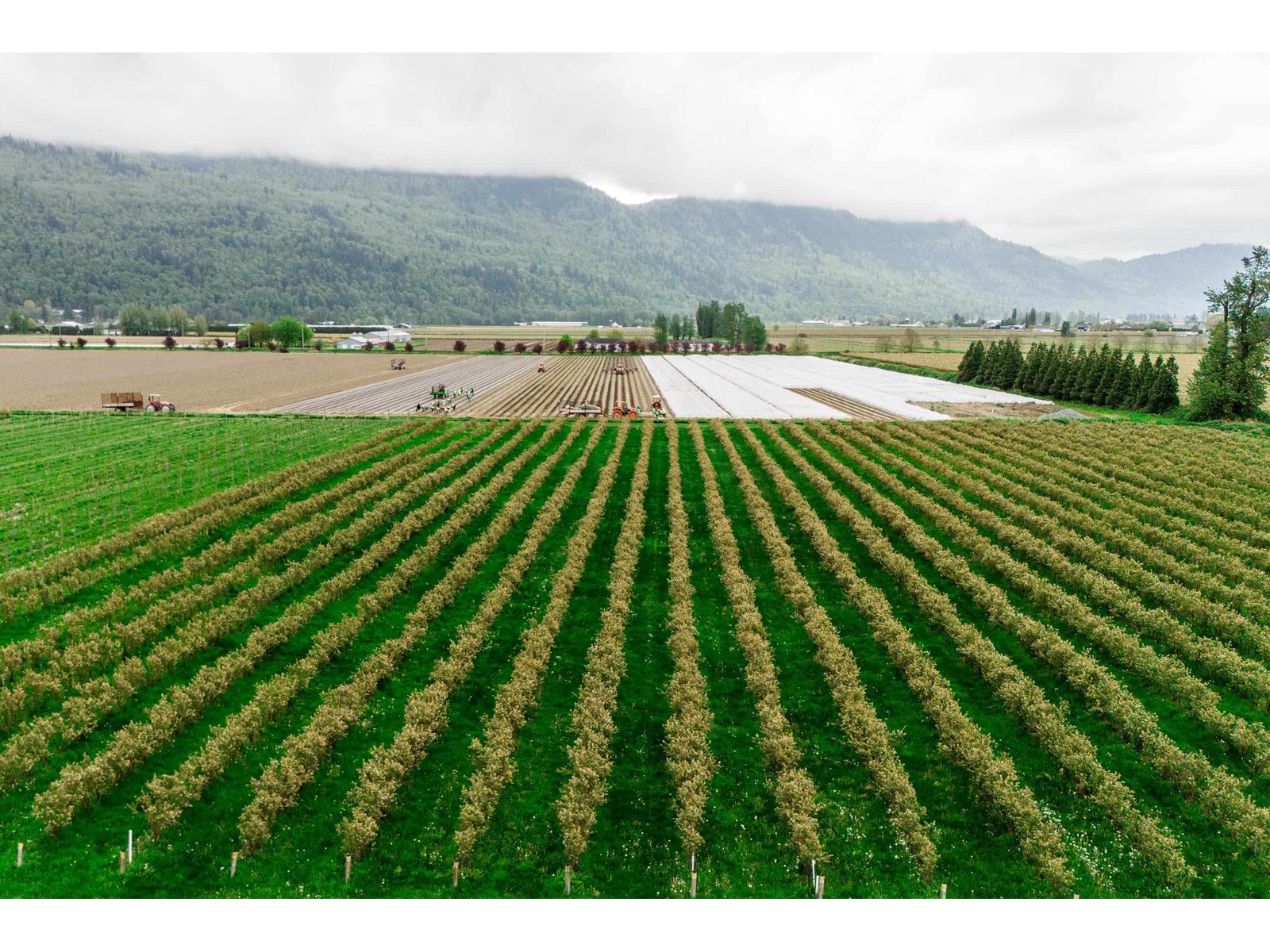 3387 TOLMIE ROAD, Abbotsford real estate listing R3006915