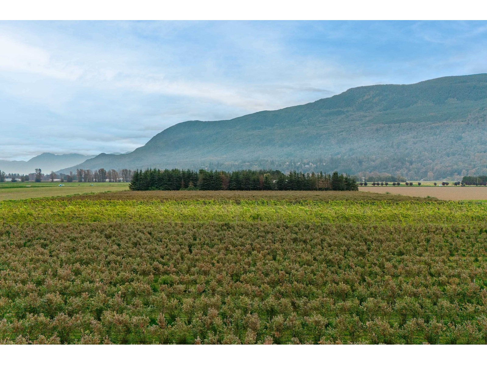 3387 TOLMIE ROAD, Abbotsford real estate listing R3006915