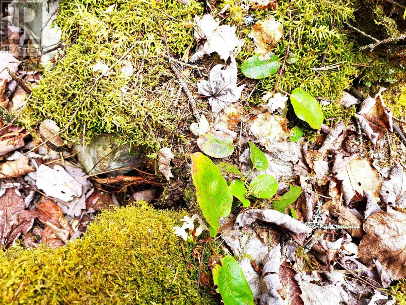 Property 15 of 32 of Lot Hirtle Road