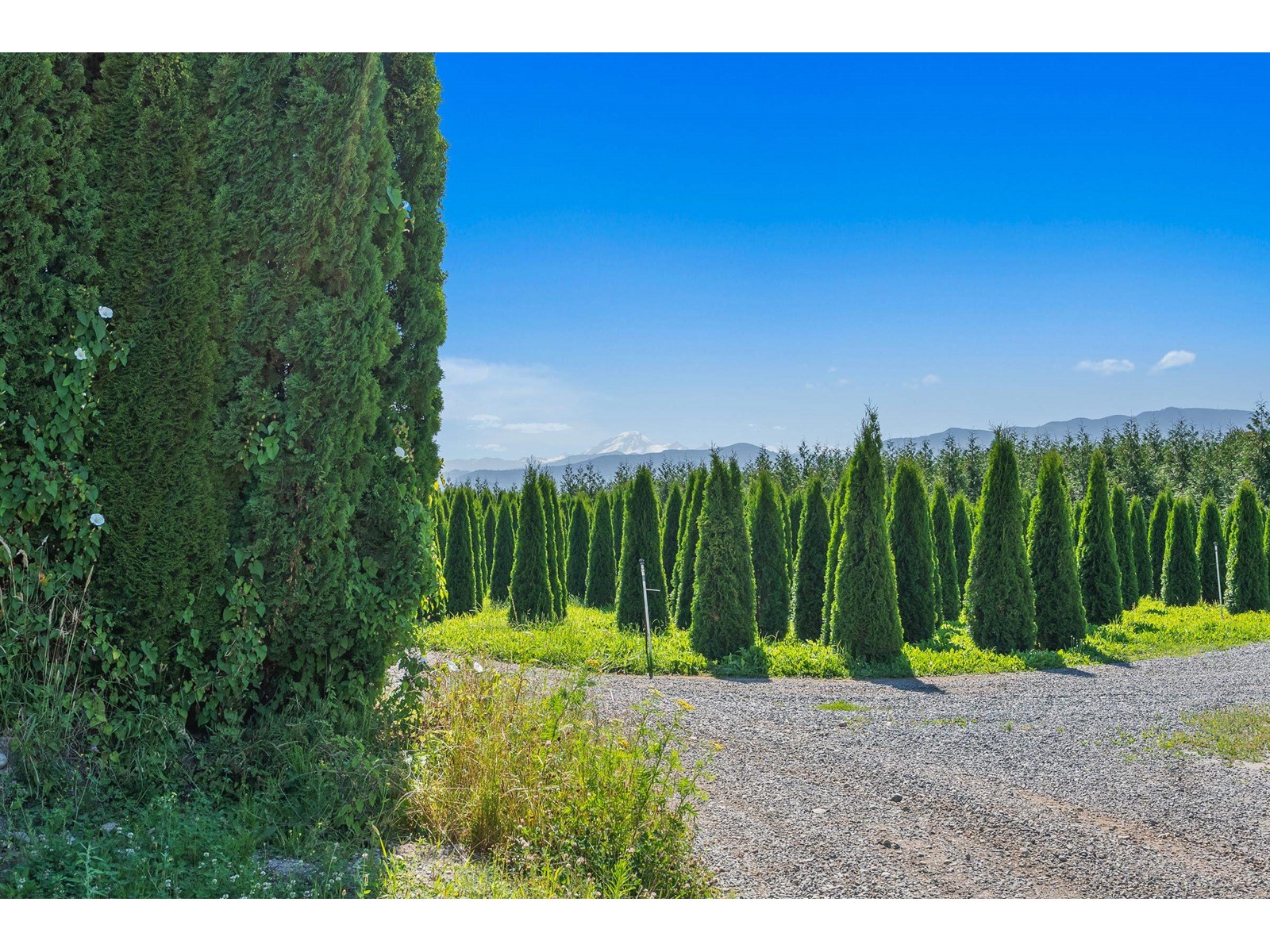 Photo 9 of 68 Short Road, Abbotsford BC