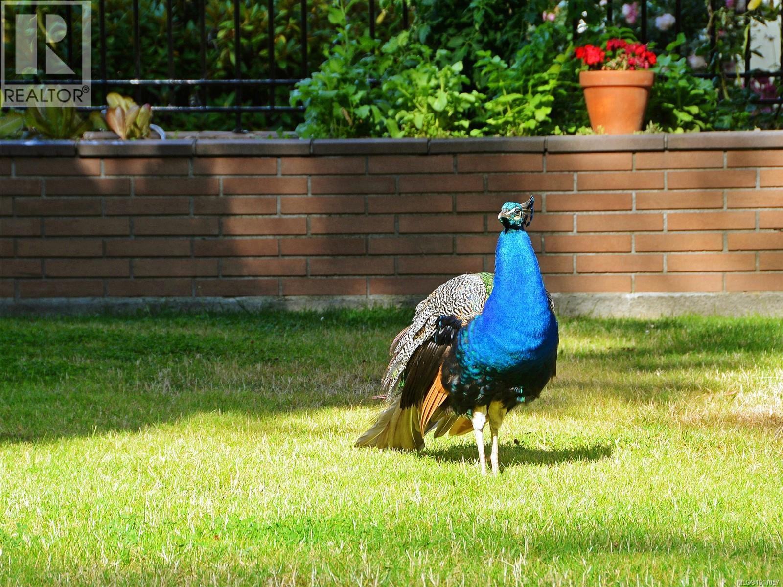 212 964 Heywood Ave, Victoria