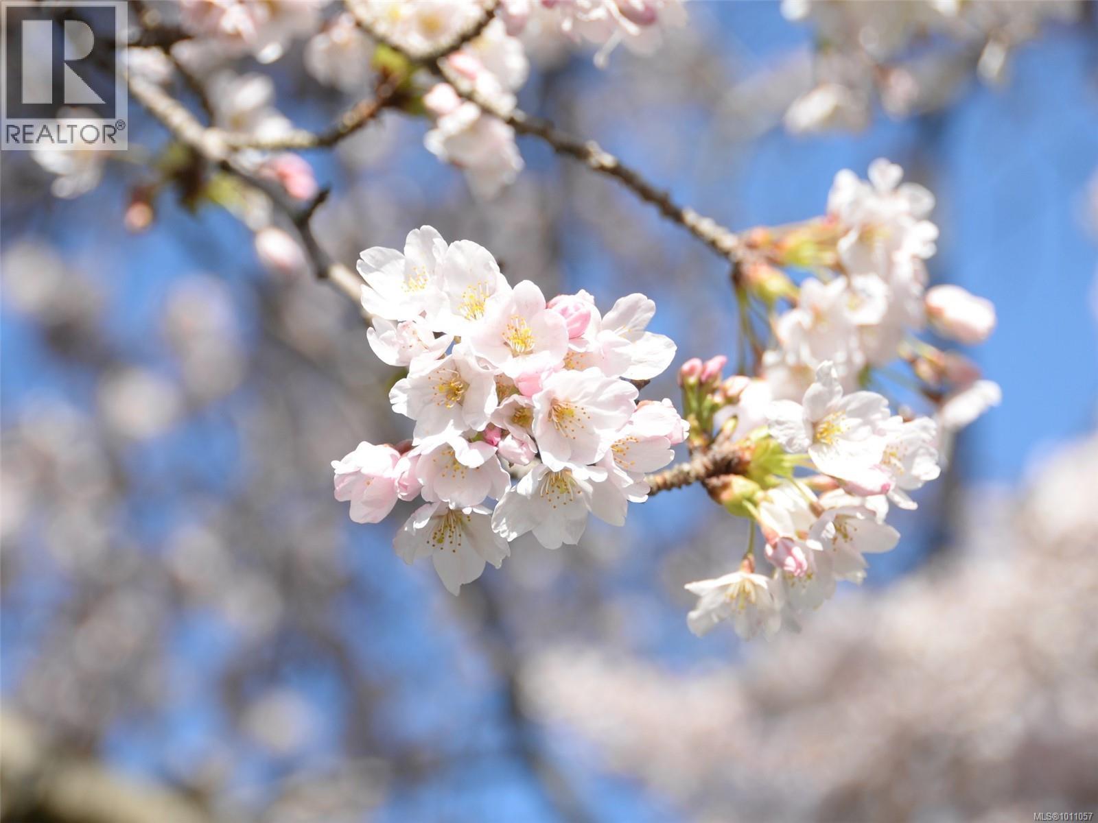 212 964 Heywood Ave, Victoria