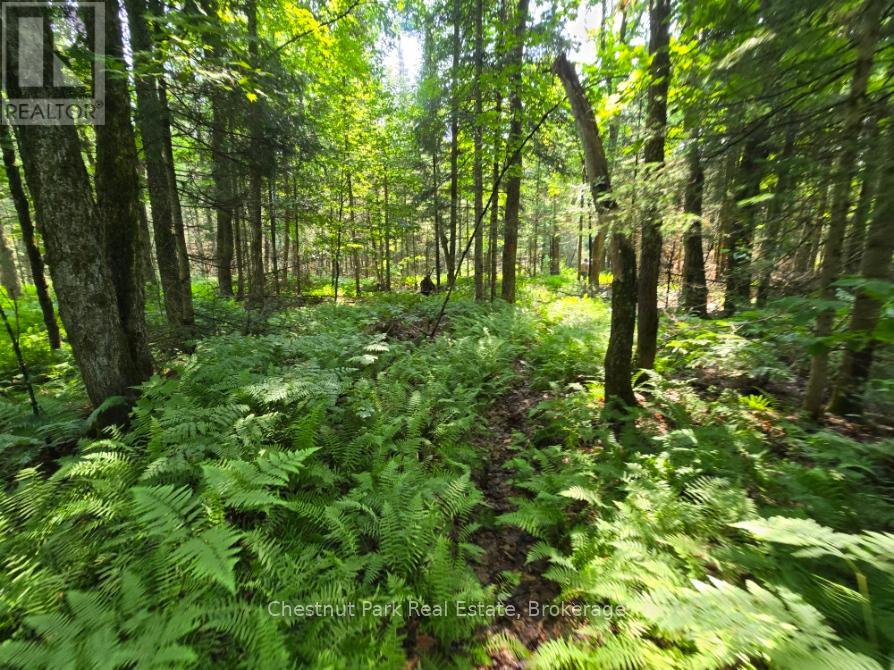 Photo 38 of 2784 Axe Lake Road, Mcmurrich Monteith ON
