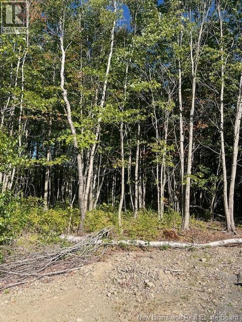 Photo 3 of Vacant Land Rte 535 Cocagne, Cocagne NB