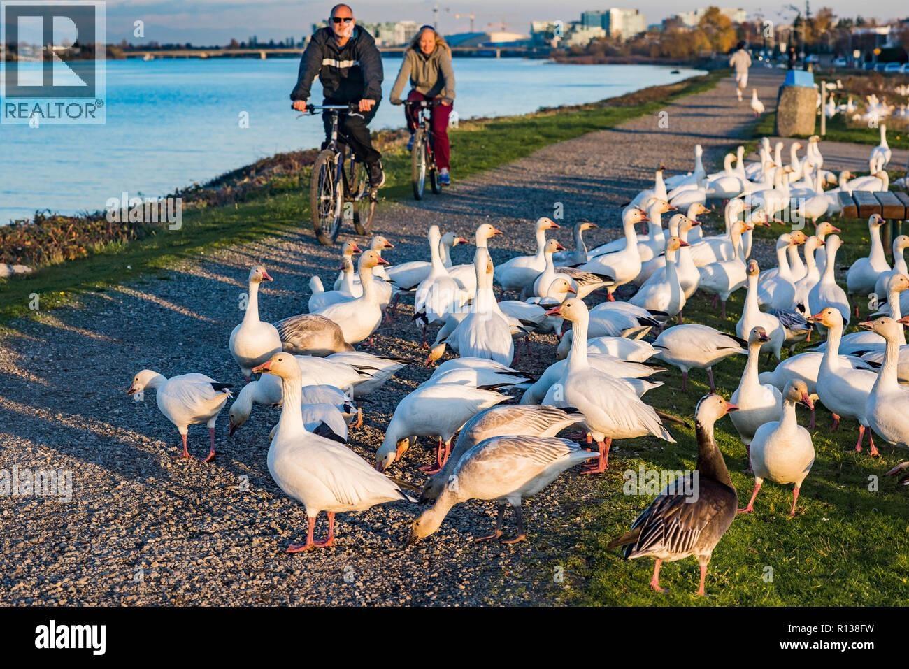 4120 WESTMINSTER Highway, Richmond