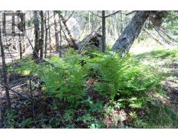 86-81 Owen Court, Campobello Island, NB E5E1Z6 Photo 7