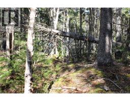 86-81 Owen Court, Campobello Island, NB E5E1Z6 Photo 20