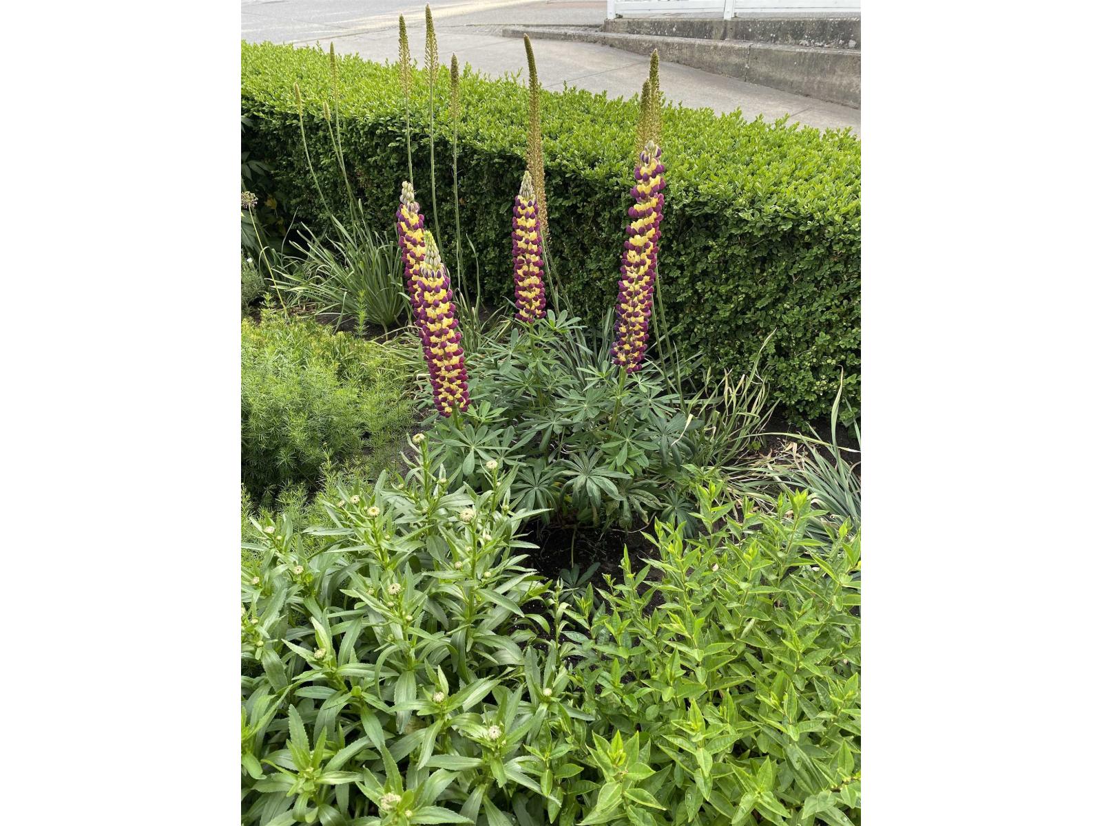 109 15298 20 AVENUE, Surrey