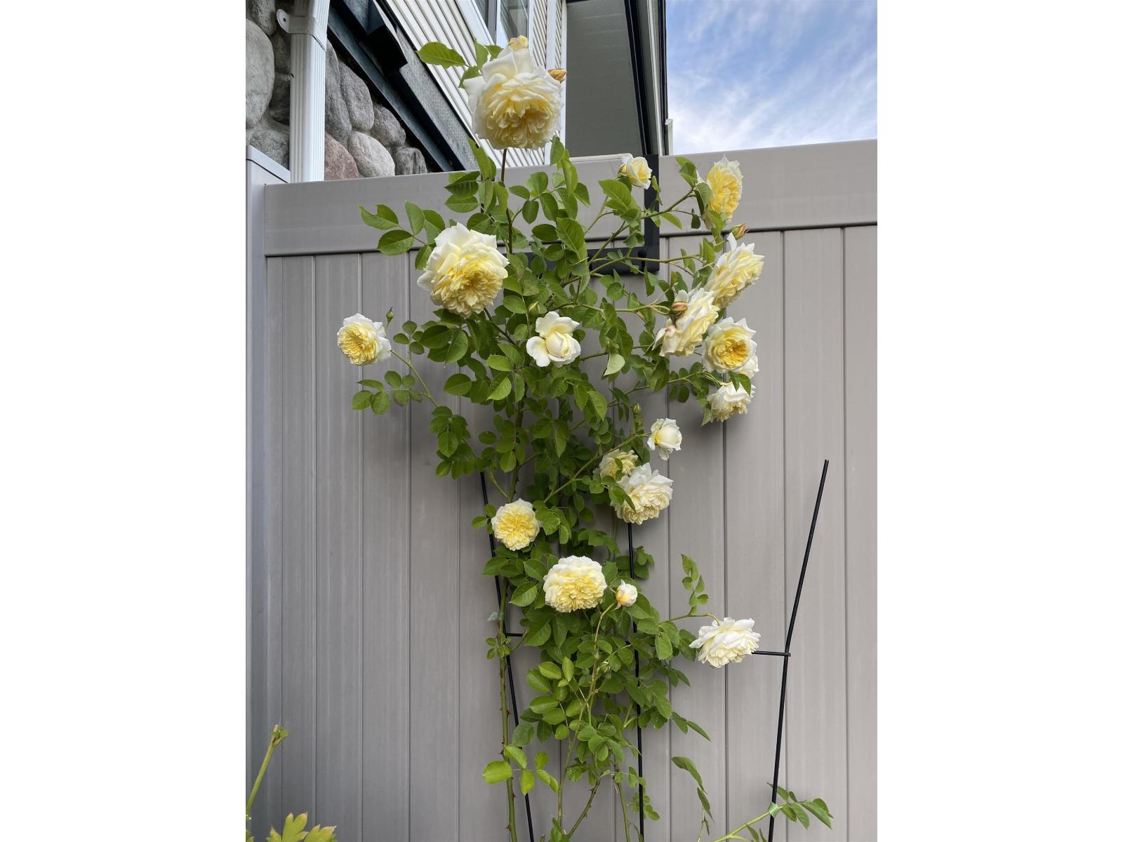 109 15298 20 AVENUE, Surrey