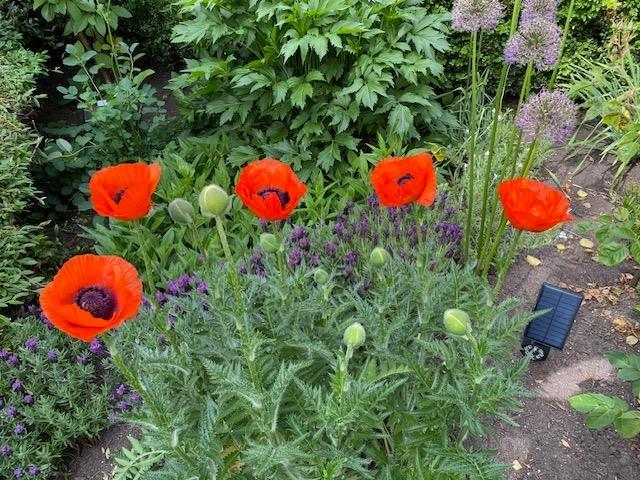 109 15298 20 AVENUE, Surrey