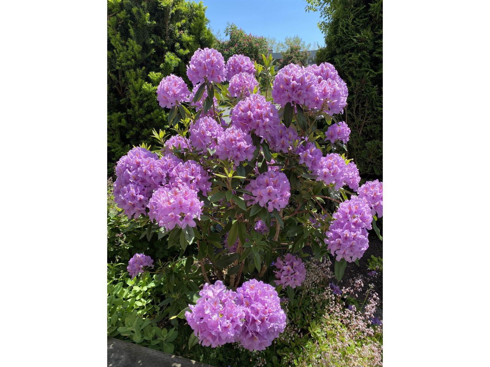 109 15298 20 AVENUE, Surrey