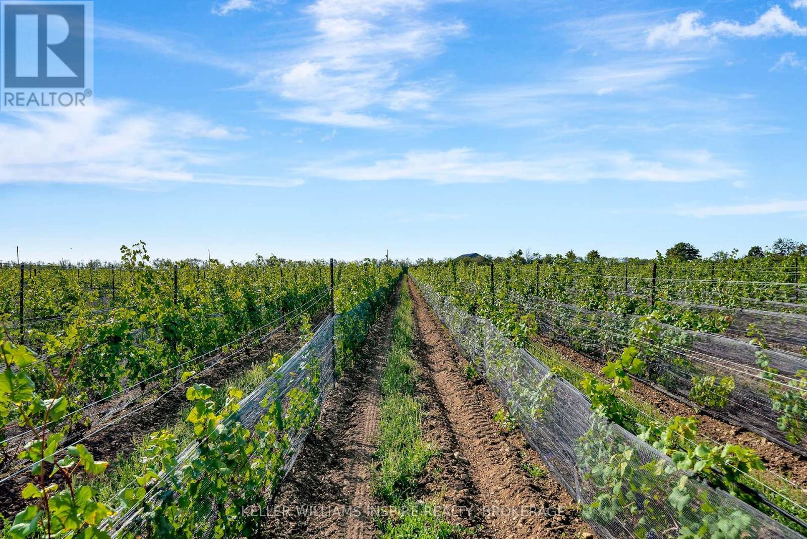 18055 Loyalist photo 3