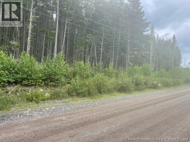 Roadside view of the front of the lot showing  mature trees. possible wood lot.