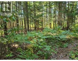 14.97 Acres Chemin Saulnier Ouest, Canton Des Basques, NB E1X2G6 Photo 6