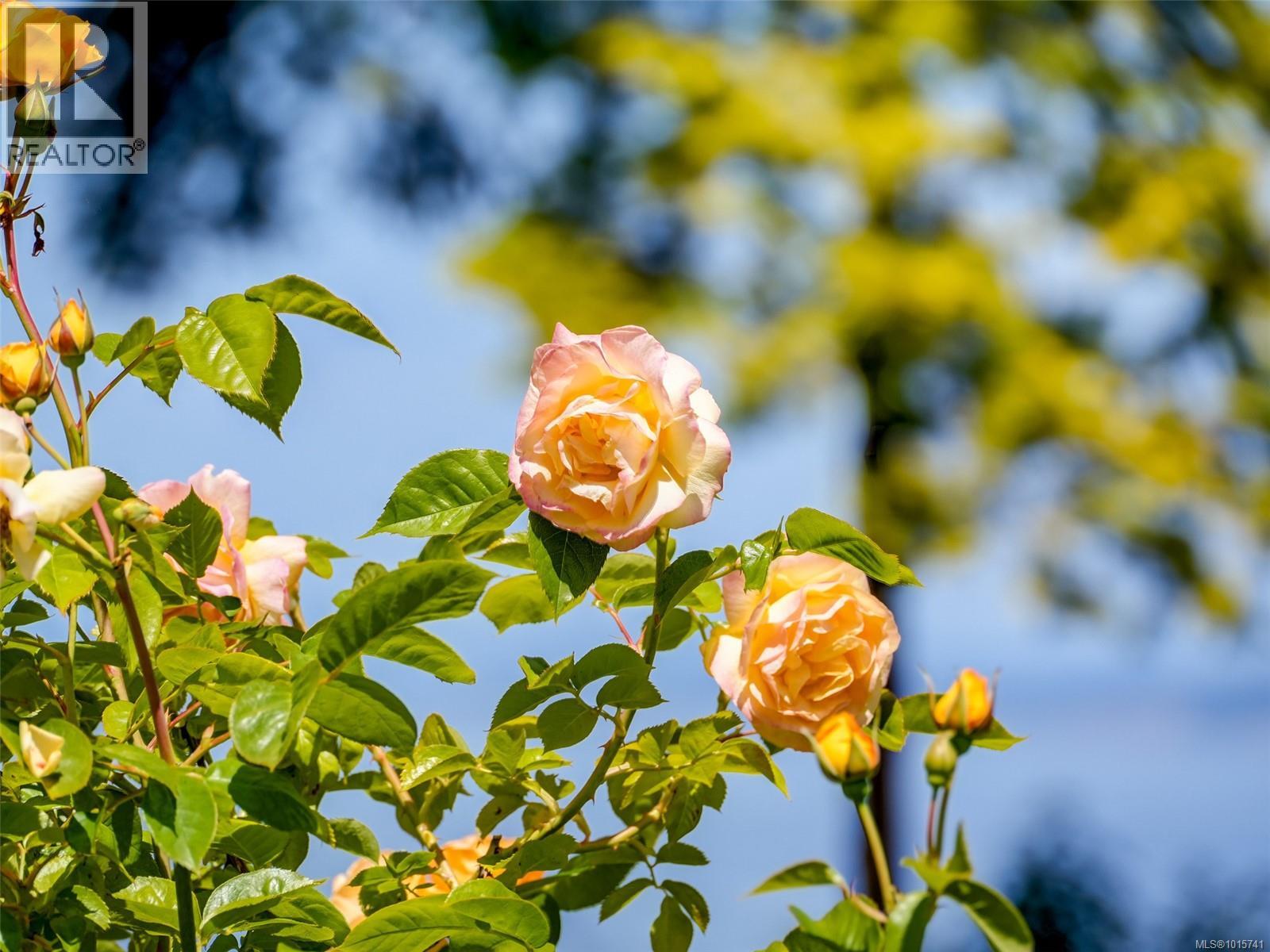  4590 Torquay Drive, Saanich