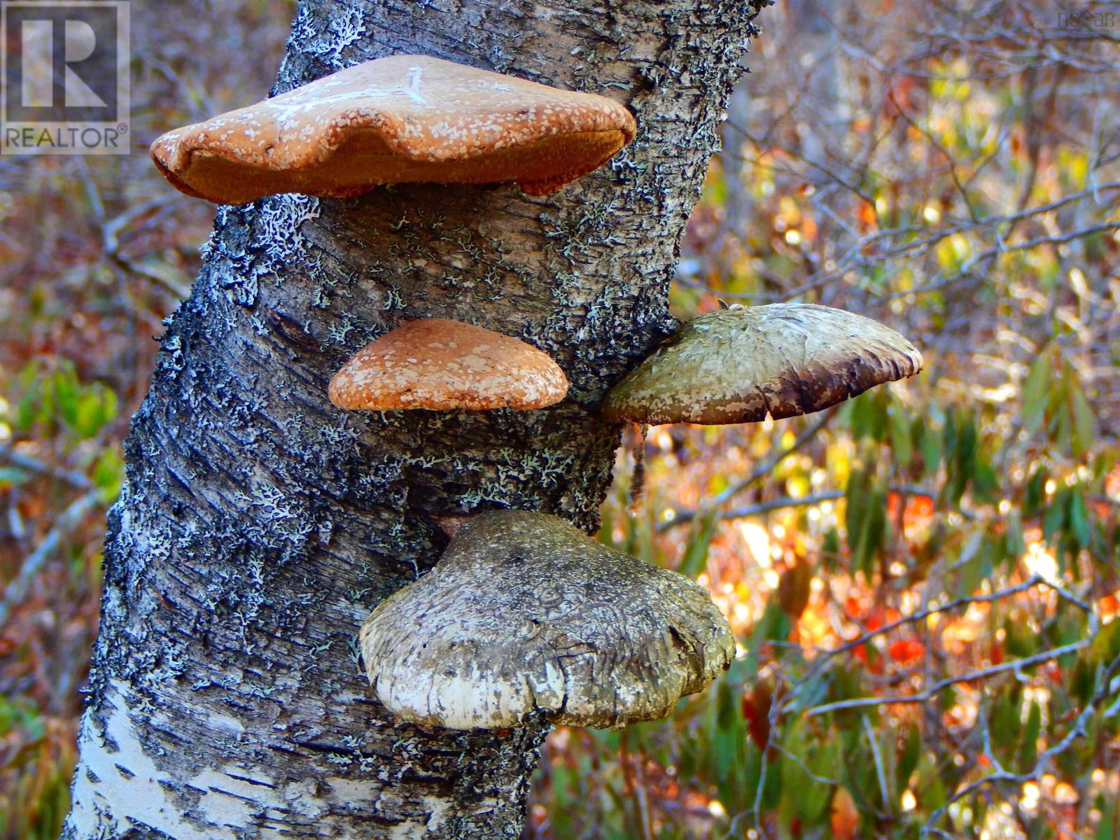 Property 42 of 43 of 287 Long Lake Road