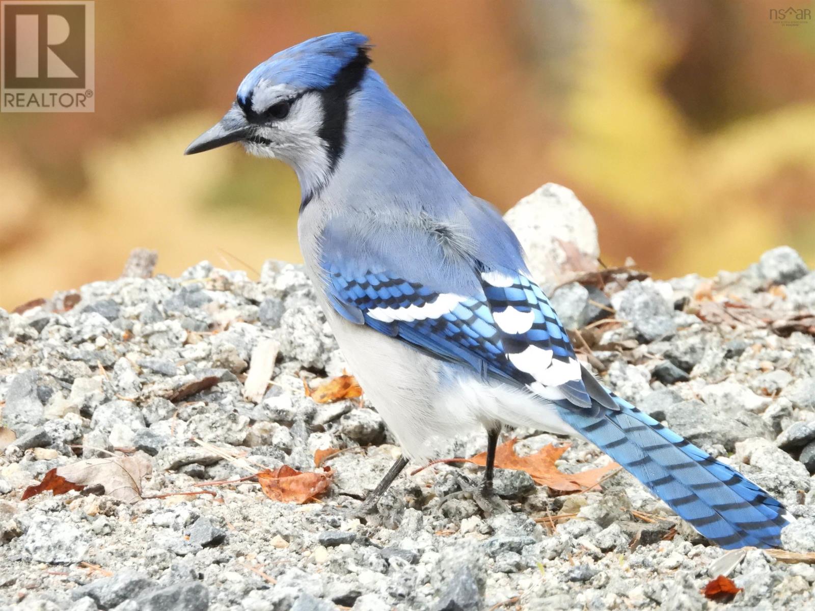 Property 33 of 43 of 287 Long Lake Road