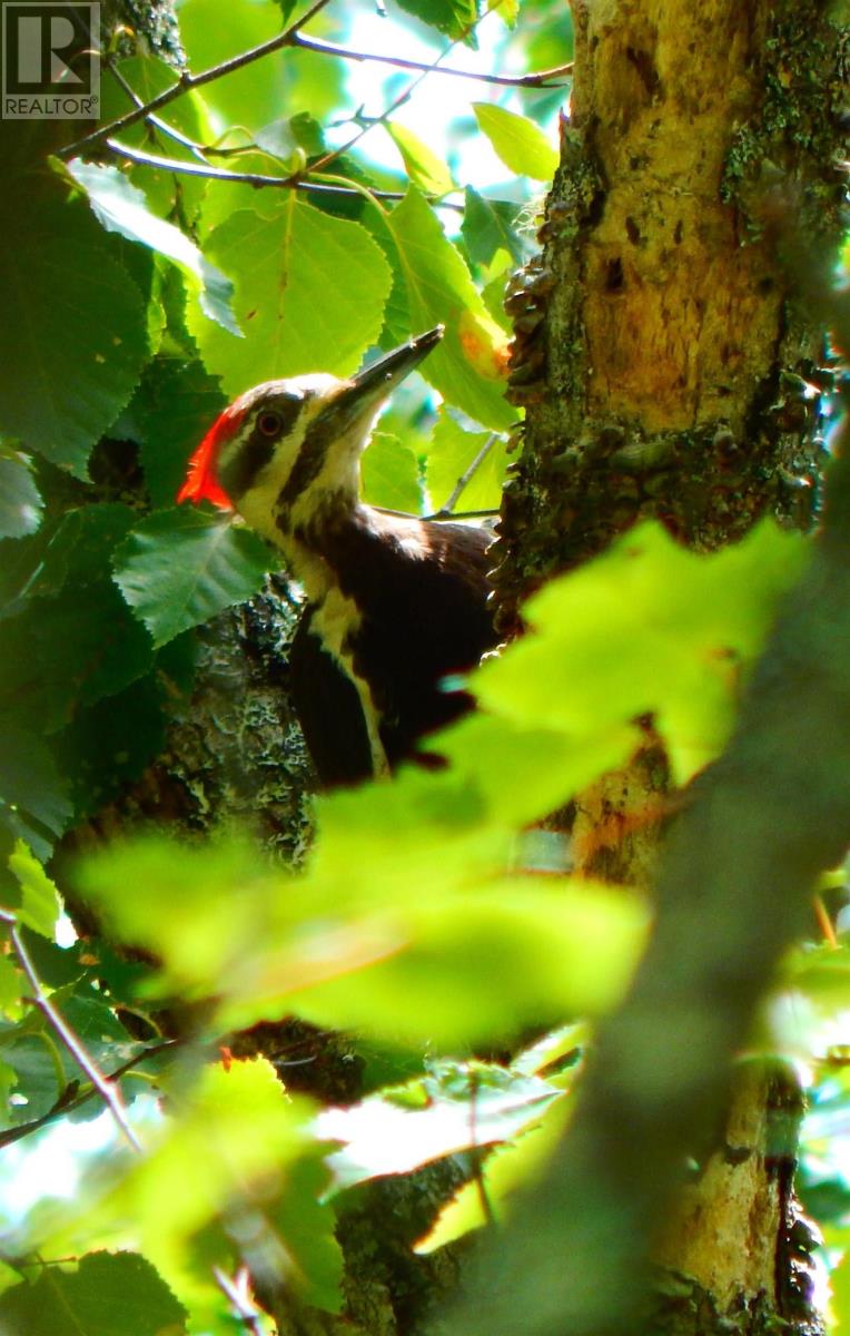 Property 43 of 43 of 287 Long Lake Road