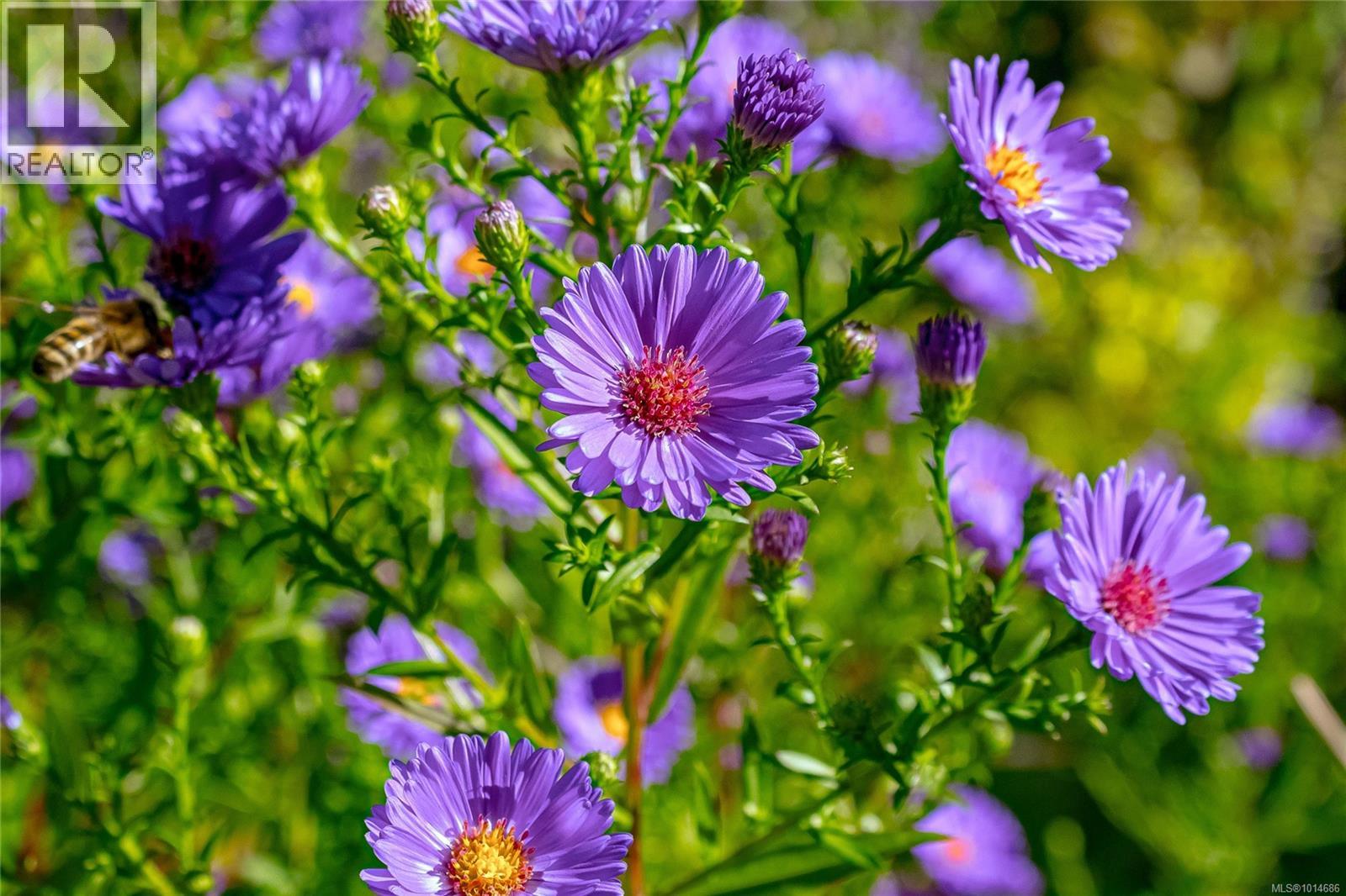 645 Baker St, Saanich