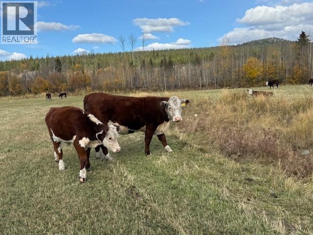 Agriculture in Williams Lake - Image 21