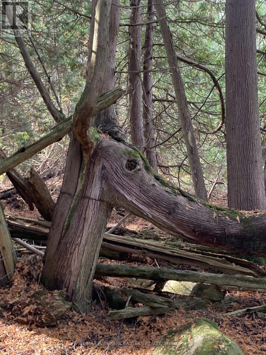 323 ORANGE CORNERS ROAD - Photo 3 of 14, Kawartha Lakes (Emily), Ontario