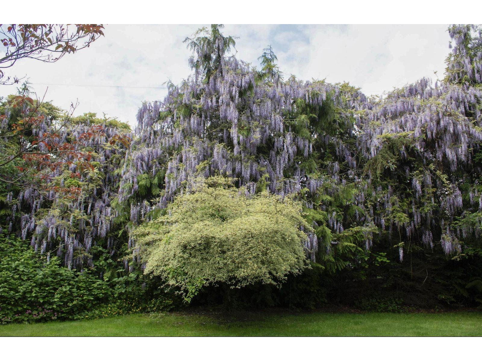 28280 MYRTLE AVENUE, Abbotsford