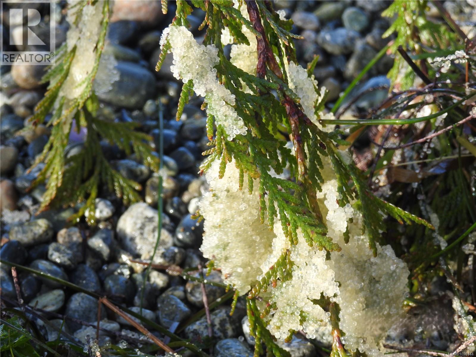 1049 Sixth Ave, Ucluelet