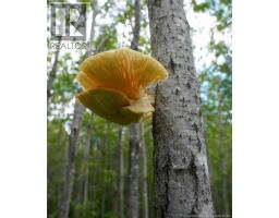 5716 Rte 495, Saint Fabien, NB E4S2T2 Photo 13