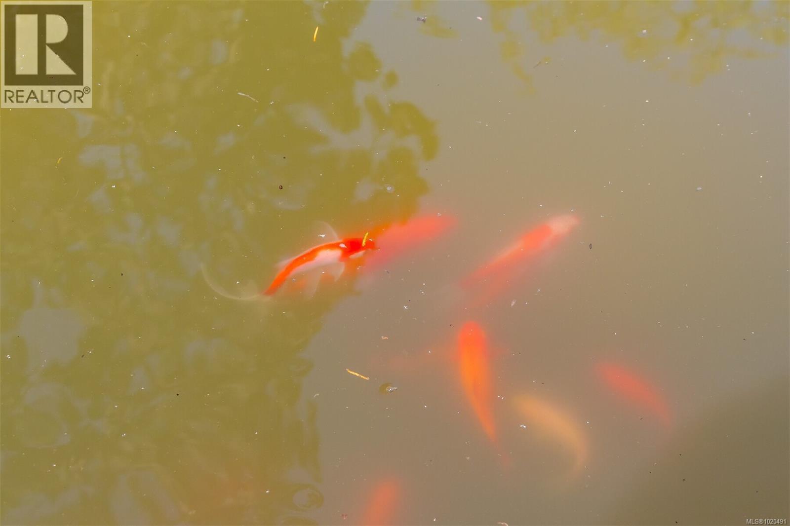 104 1196 Clovelly Terr, Saanich