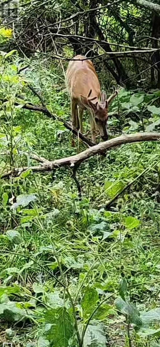 Property 29 of 30 of 3836 105 Highway