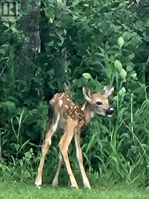 
          6 Cedar Crescent
            <br/>
            <span>Rural Wainwright No. 61, M.D. of</span>
            , 
            <span>AB</span>
             <span>T9W1T2</span>
         - Photo 49
