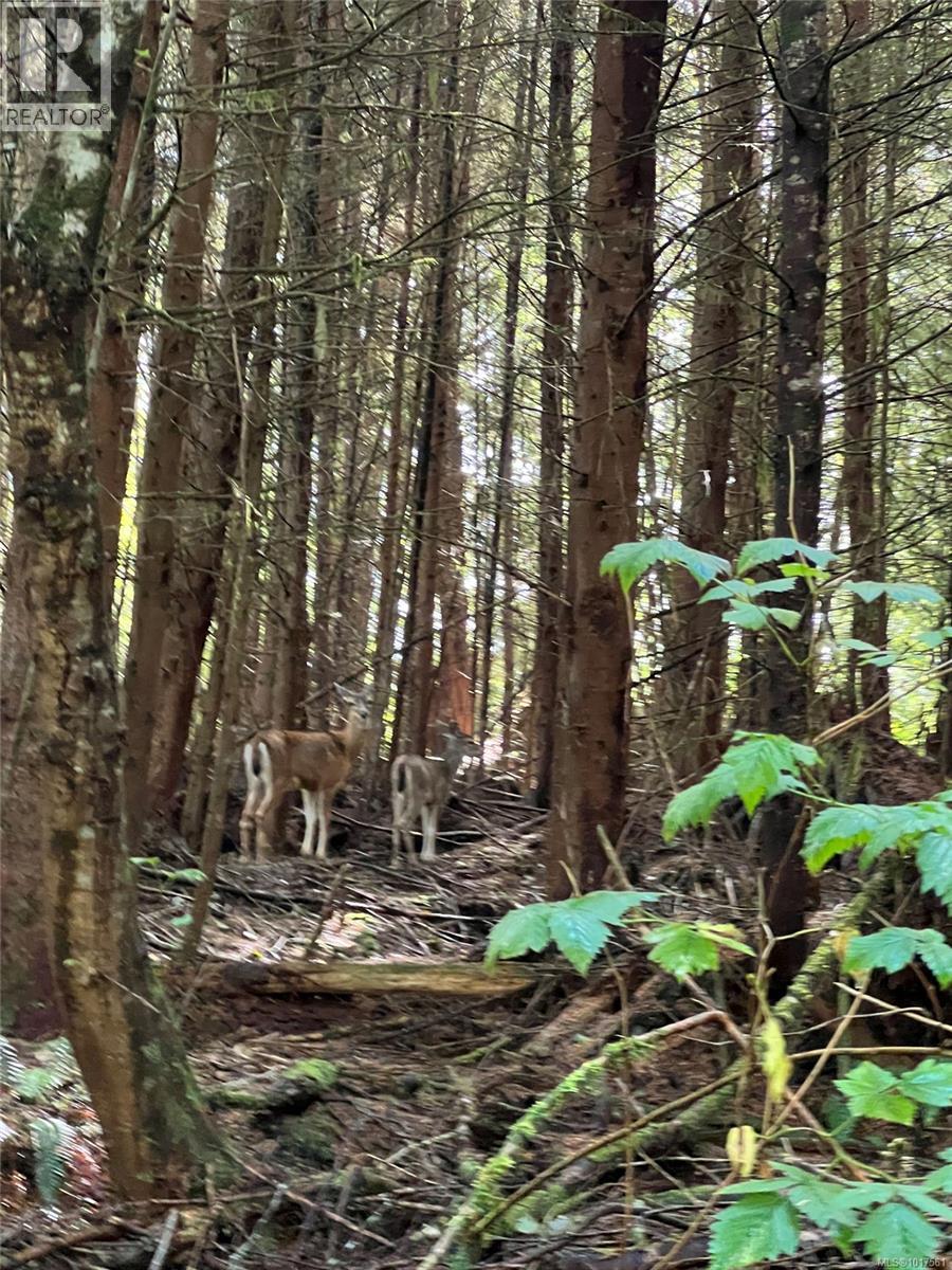 6350 Hardy Bay Rd, Port Hardy