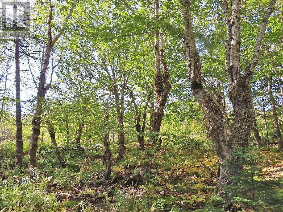 Property 28 of 49 of 118 Acres Loch Lomond Road