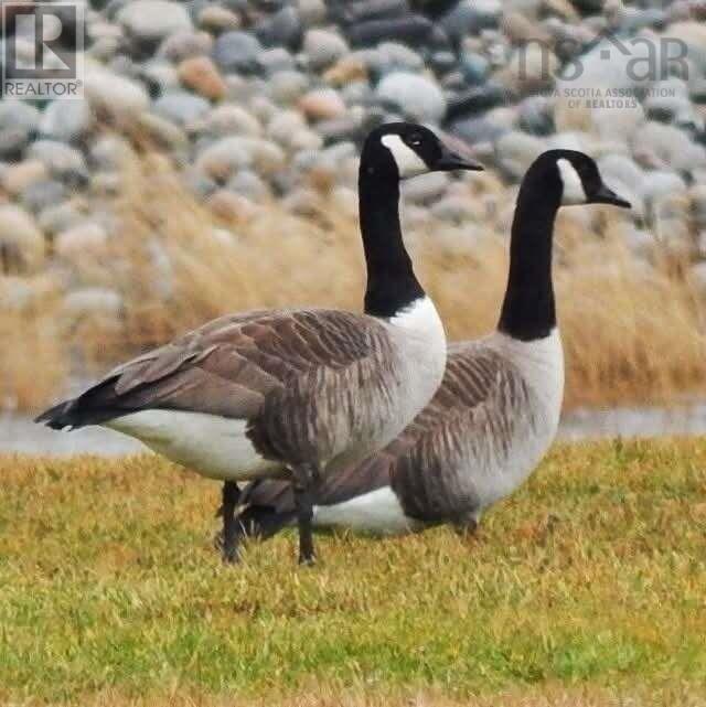 Property 28 of 32 of 259 Big Tancook Island Road