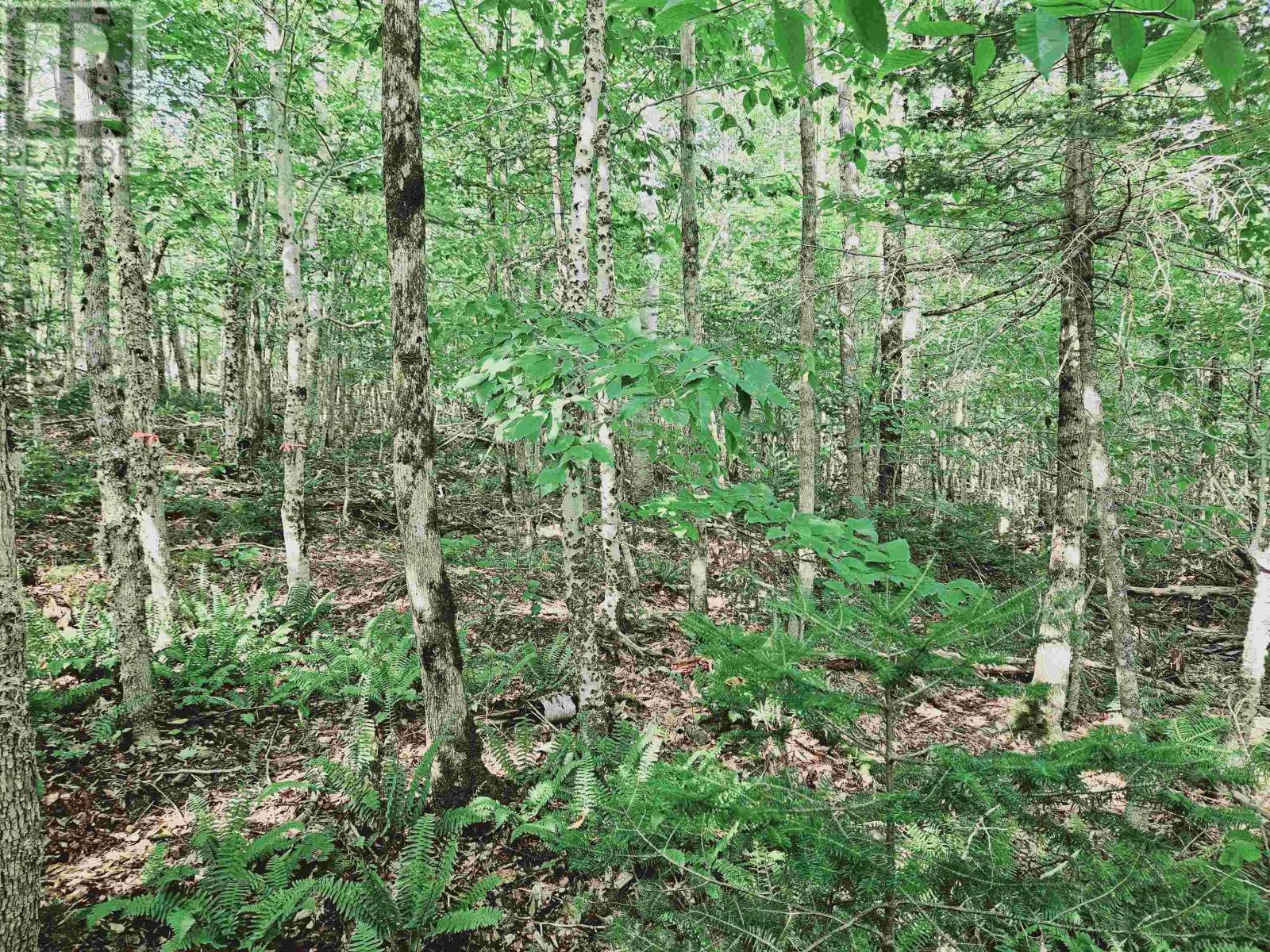 Vacant Land for Sale in  Kill Dog Cove Road Parkdale 