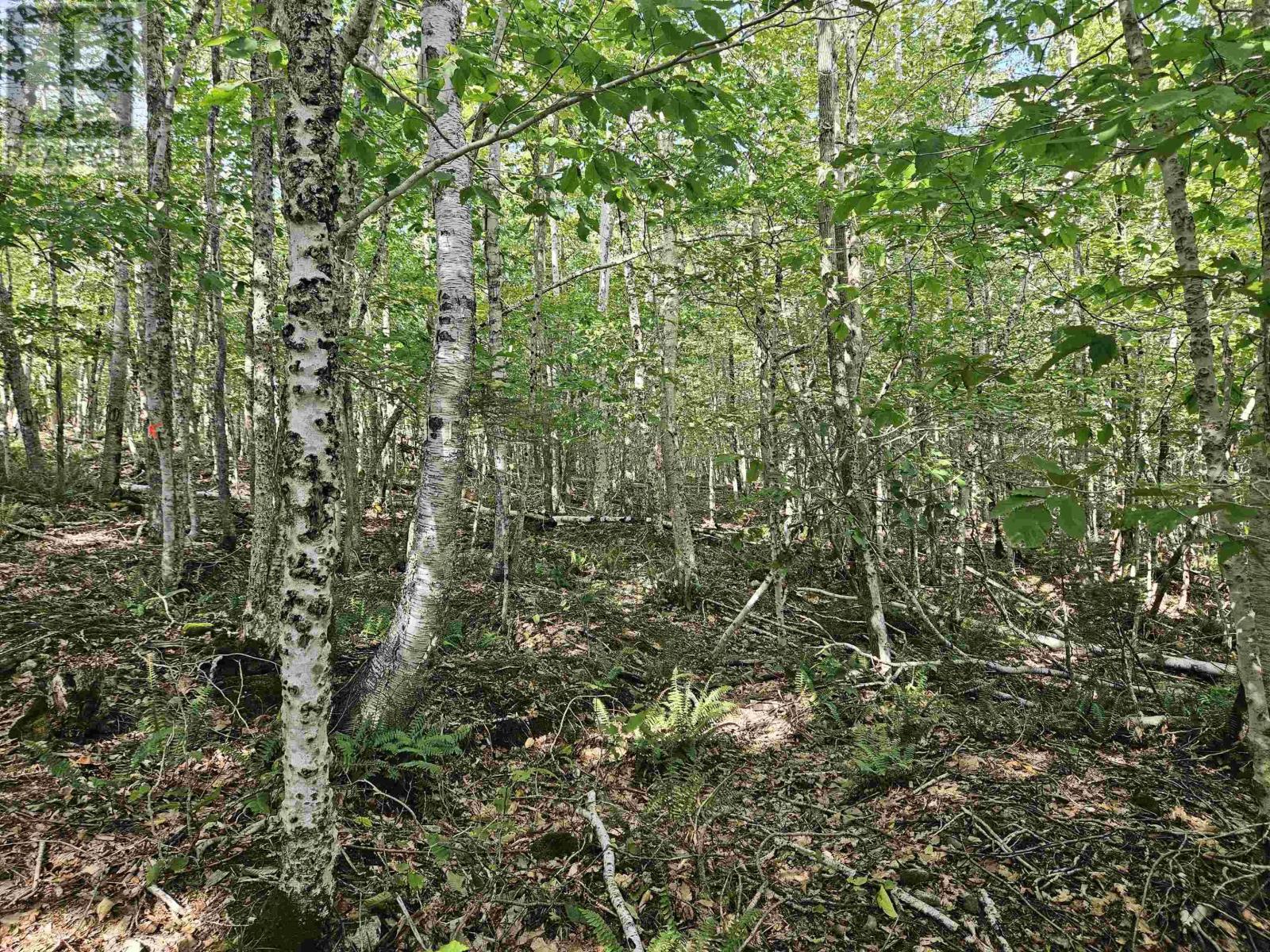 Vacant Land for Sale in  Kill Dog Cove Road Parkdale 