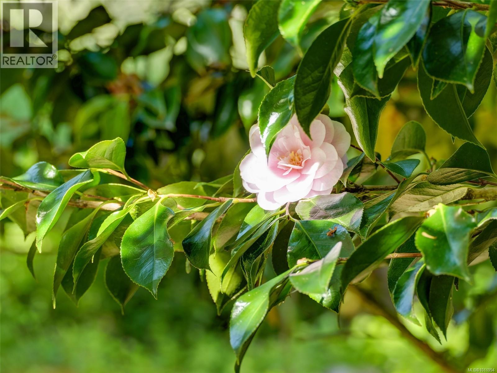 2550 Queenswood Dr, Saanich